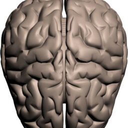 Brain_BA_O.png